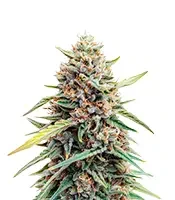 Auto Gelato (Female Seeds)
