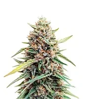 Auto Gelato (Female Seeds)