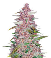 Blackberry Auto (Fast Buds)