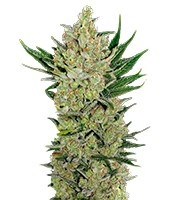 Blueberry Cheese Auto (Barney's Farm)