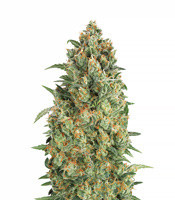 Auto Strawberry Gum (Advanced Seeds)
