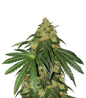 Sugar Breath (Humboldt Seeds Organization)