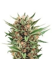 Sweet Skunk Automatic (Royal Queen Seeds)