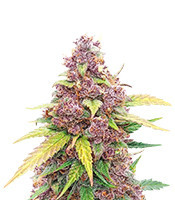 Alien Moonrocks (Original Sensible Seeds)