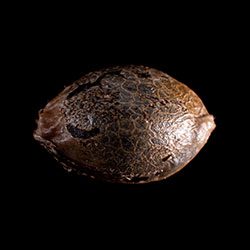 Sativa Dream - 1 Seed