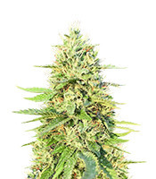 Gorilla G4 Auto (Blimburn Seeds)