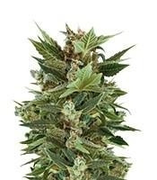 Royal Kush Automatic (Royal Queen Seeds)