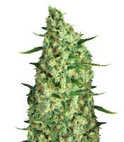 The Incredible Bulk Auto (Dr Krippling Seeds)