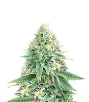 Strawberry Sangria Banana Autoflower (Seedkeepers)