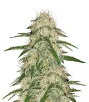 THC Bomb (Bomb Seeds)
