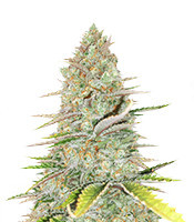 Monster Gelato (Monster Genetics)