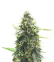 Mango Sherbert Autoflower (Humboldt Seed Company)