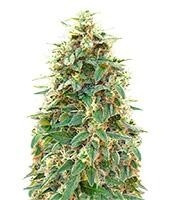 Auto 00 Cheese (Auto 00 Hashchis) (00 Seeds)
