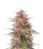 Humboldt Dream Feminized (Humboldt Seed Company)