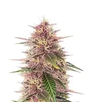 Humboldt Dream Feminized (Humboldt Seed Company)