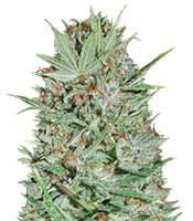 Wembley (Pyramid Seeds)