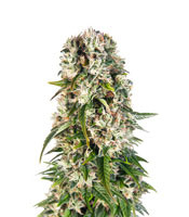 Big Bud Automatic (Sensi Seeds)