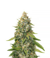 Golden Lemon Haze (Seedstockers)