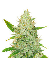 Wedding Glue (Seedstockers)