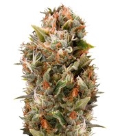 Chemdawg (Humboldt Seeds Organization)