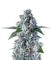 Miss DNA (Miss USA) (DNA Genetics)