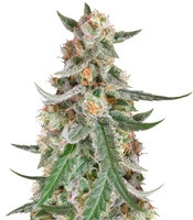 C99 (Female Seeds)