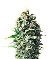 Pineapple Kush (Royal Queen Seeds)