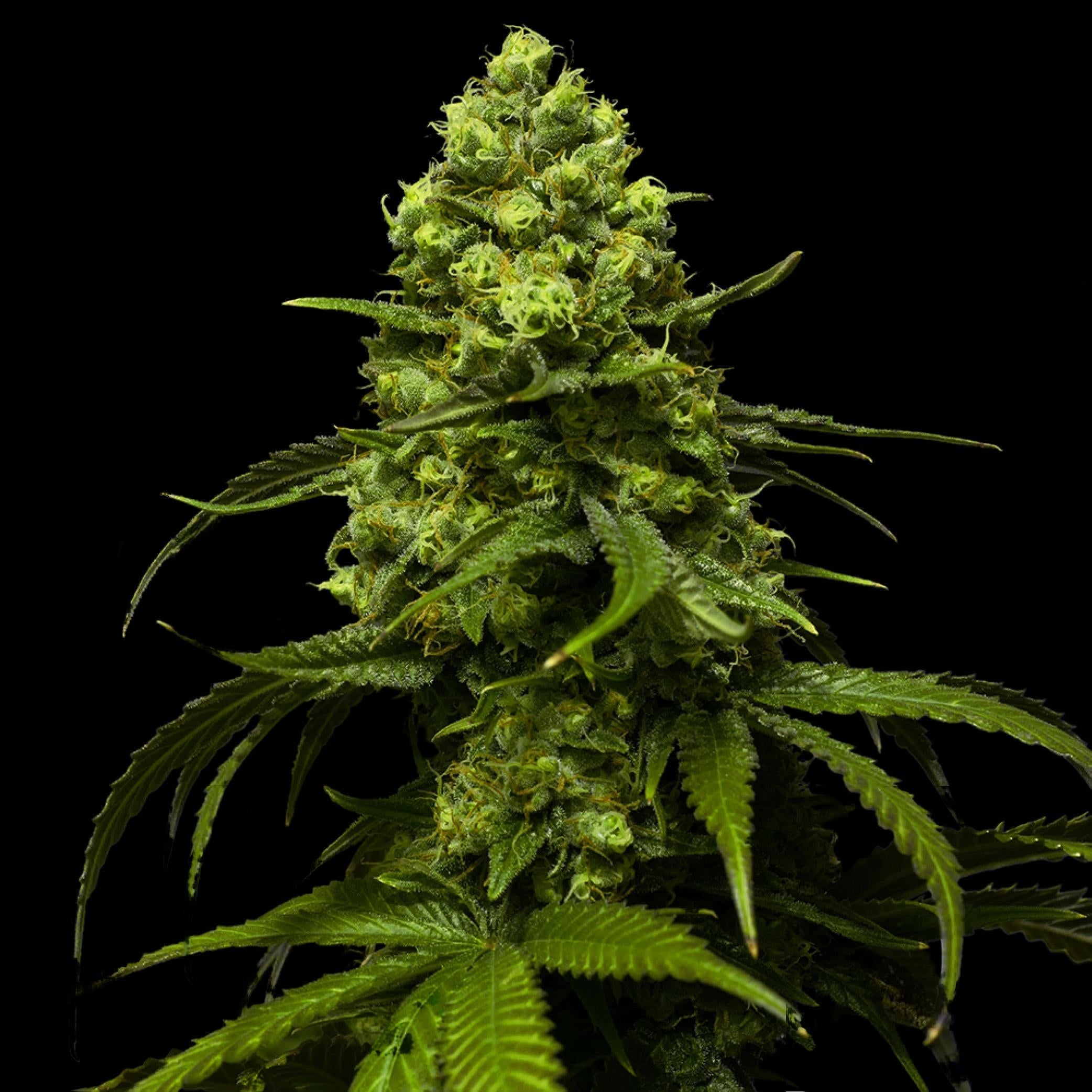 Strawberry Seeds - Feminisiert (24% THC) ??