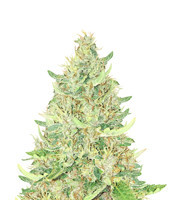 Ayahuasca Purple (Barney's Farm)
