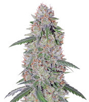 Super Lemon Haze x Clementine (Green House Seeds)