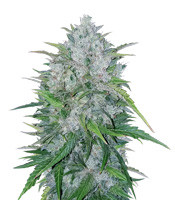 Bruce Banner #3 (Big Head Seeds)