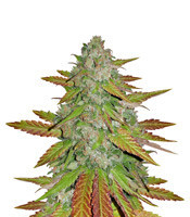 Purple Queen (Royal Queen Seeds)