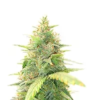 Special Queen 1 Auto (Royal Queen Seeds)