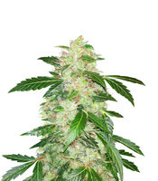 Big Bang Auto (Green House Seeds)