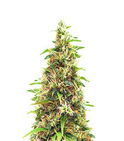 LA Cookies (Cali Connection Seeds)