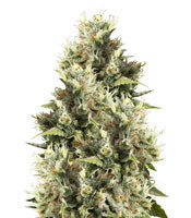 Amnesia Haze regular (Soma Seeds)