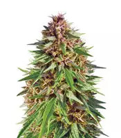 ErdPurt (Ace Seeds)