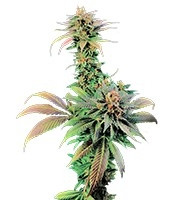 Blue Widow (Dinafem Seeds)