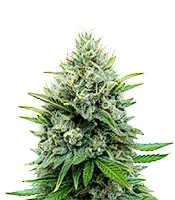 Afghan Skunk (Expert Seeds)