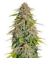 Papa's Candy (Eva Seeds)