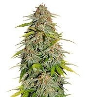 Papa's Candy (Eva Seeds)