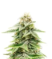1-800-Cinderella-99 Autoflower (Seedkeepers)