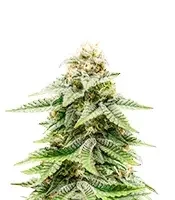 1-800-Cinderella-99 Autoflower (Seedkeepers)