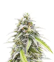 Lemon Cherry Gelato Auto R3 (Ethos Genetics)