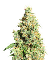 AK420 (Seedstockers)