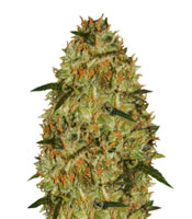Cheese (Vision Seeds)