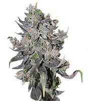 Blue Mystic Automatic (Nirvana Seeds)