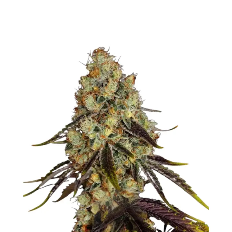 Animal Cookies Cannabis Samen Feminisiert - 3 Stück