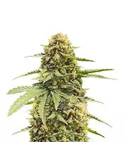 Haze Berry (Royal Queen Seeds)