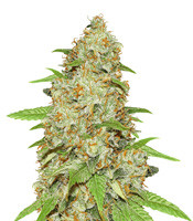 The Pure regular (Flying Dutchmen)